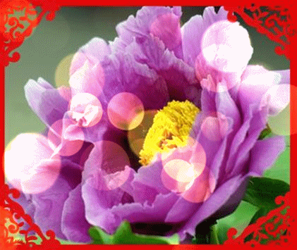 十一|今天正月十一一心一意的祝福 送给群里每一位朋友打开看看吧