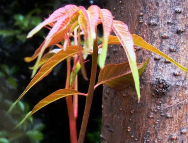 农村俗语：香椿过房，主人必亡，老祖宗的话句