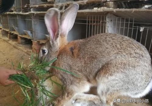 兔子養殖技術重點，告訴你如何養好兔？