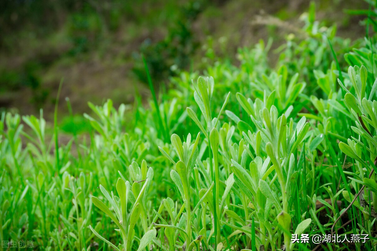 春天挖野菜，送你70种野菜图片大全，教你认识不同的野菜和吃法