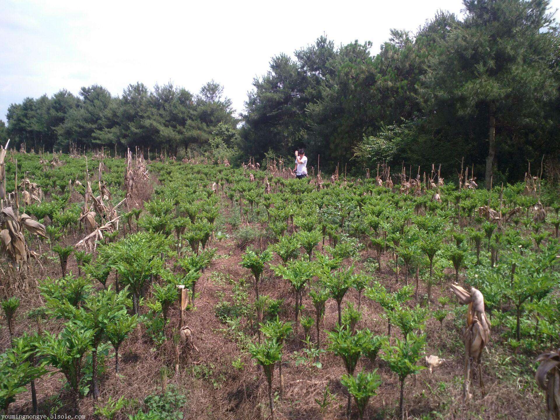 魔芋种植亩产二万斤技术要点，从品种土地选择育种管理大全（一）