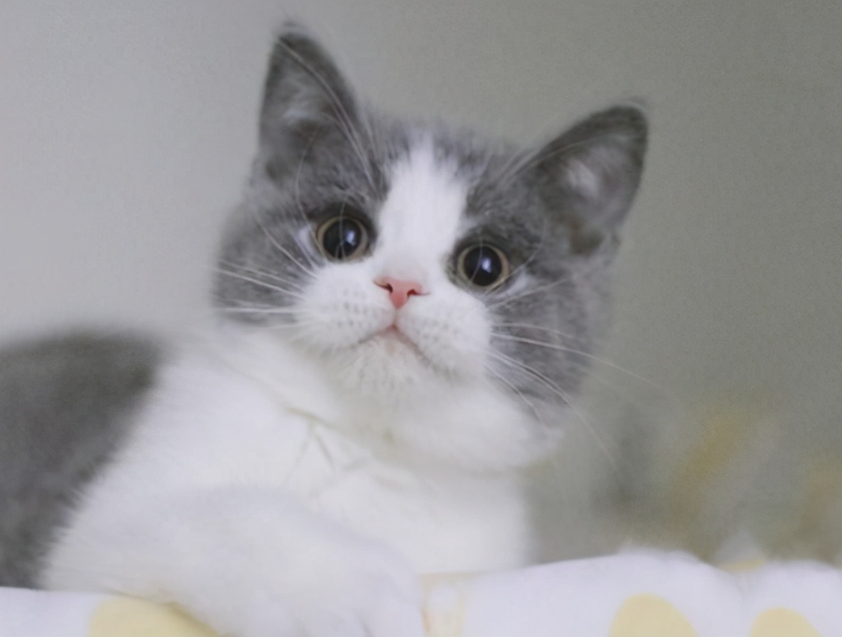 怎么才能养好“英短猫”？快来看看这篇文章