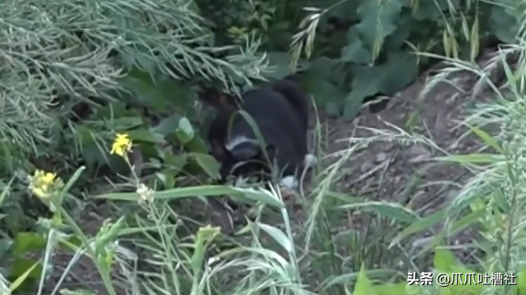 猫咪每日奔袭8公里，只为谈恋爱，谁说异地恋就没有好结局？