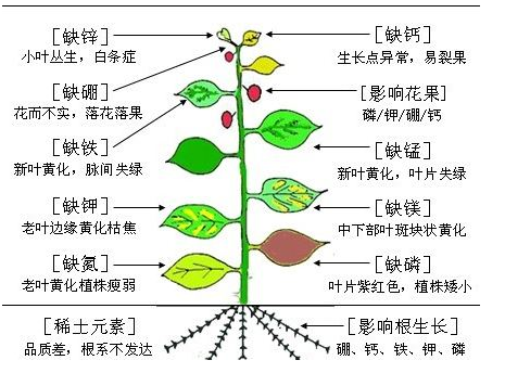 植物细菌性病害的识别与详解，附常见细菌性病害录大全-第10张图片-农百科