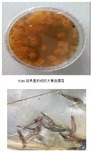 「微前沿」南美白對蝦弧菌病系列之病原弧菌種類