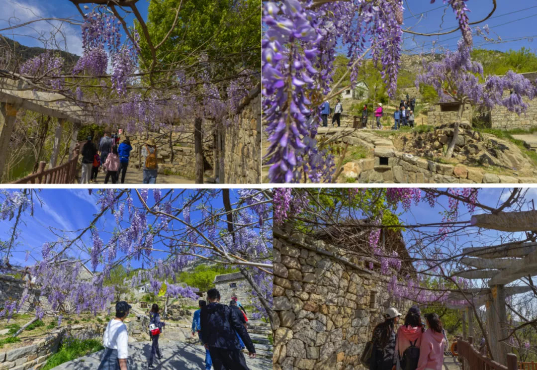 花开春盛游人醉！本周末天蒙山再迎“踏青赏花游”客流小高峰！