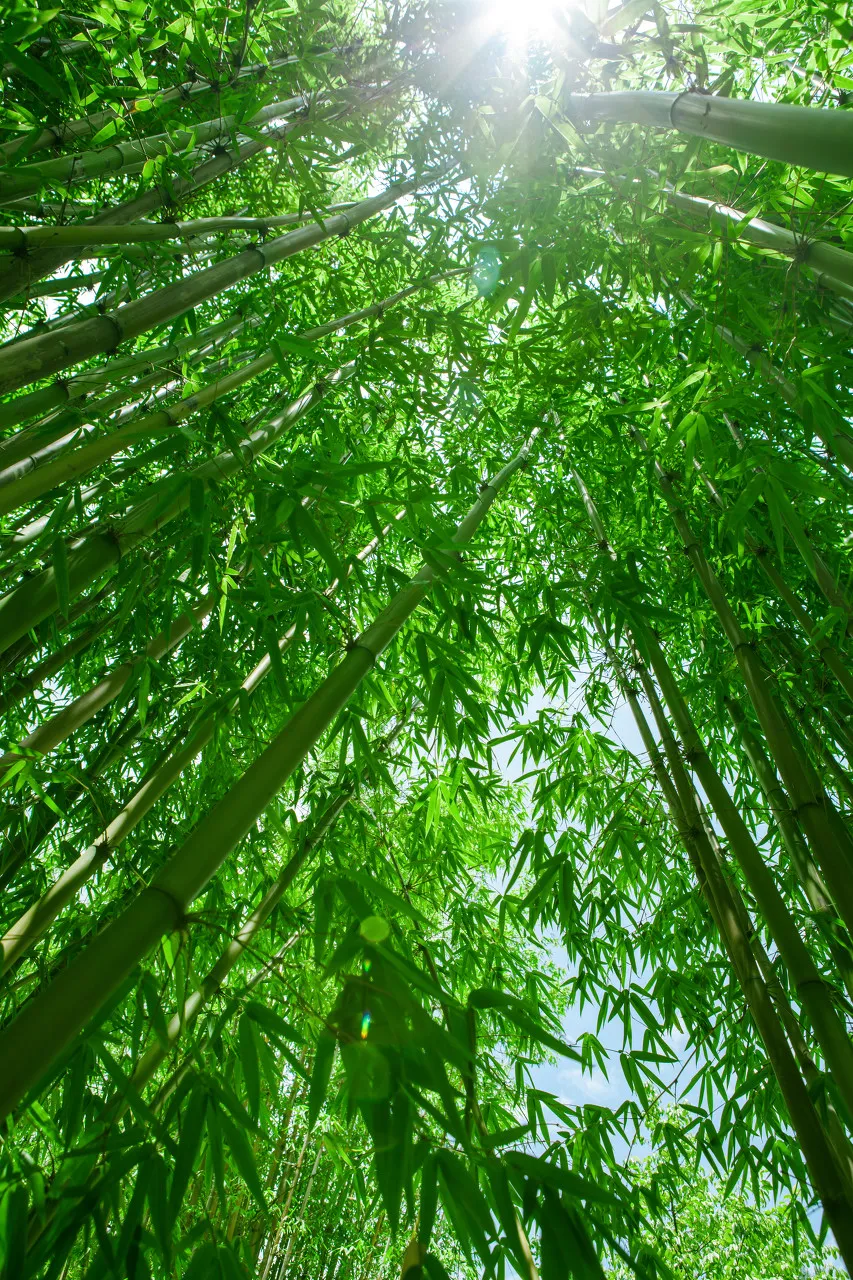 被诗词里的浪漫，美到了-第11张图片-诗句网