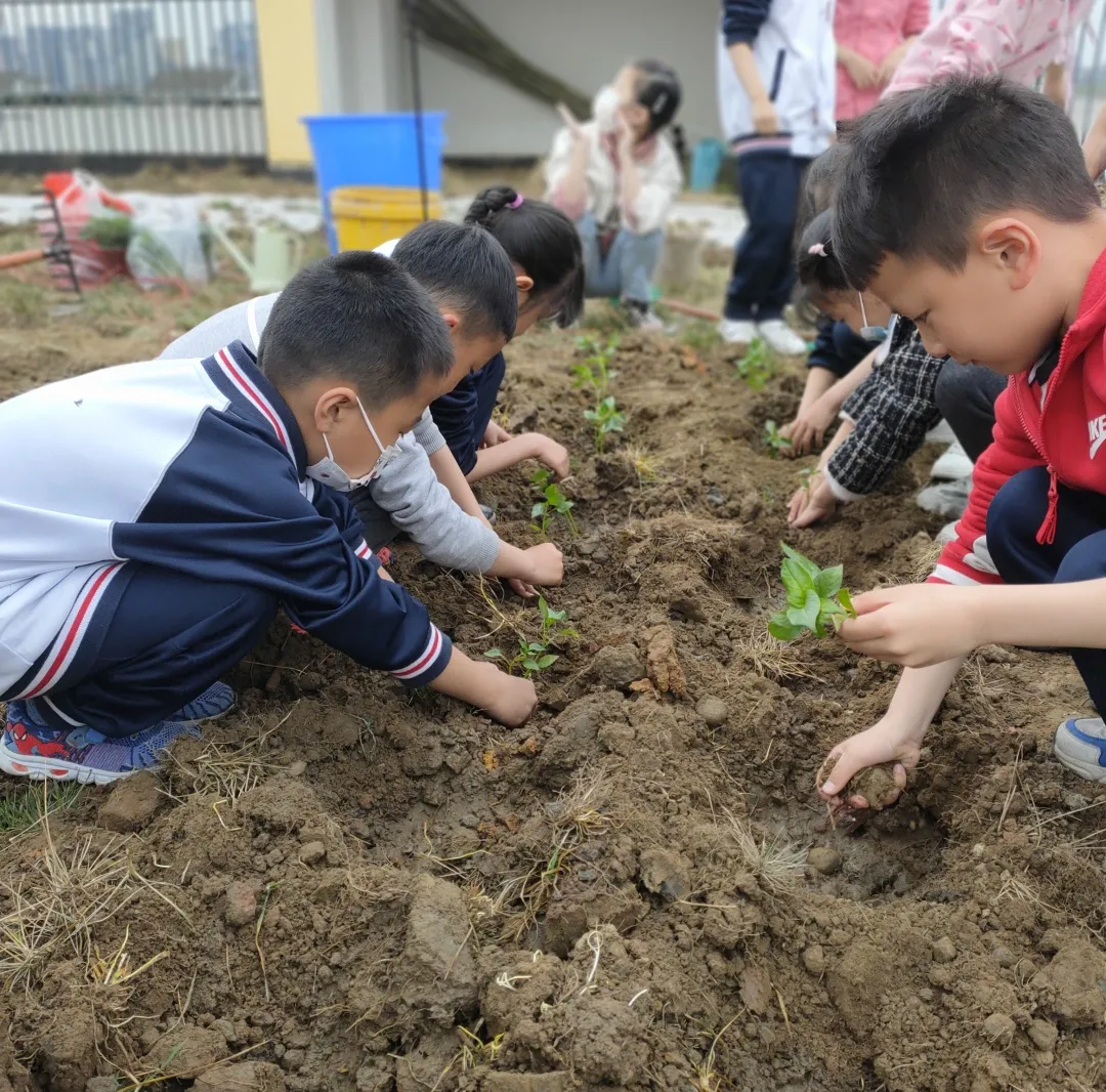 成都高新区朝阳小学清明节气主题活动日