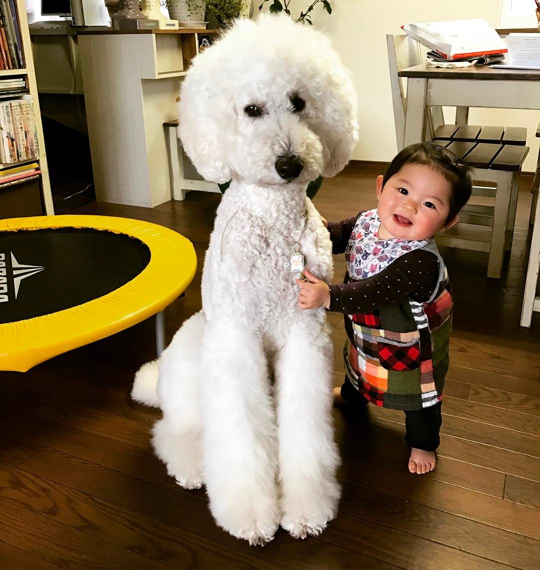 日本老太用贵宾犬给小女孩拍照，结果让你心都融化了