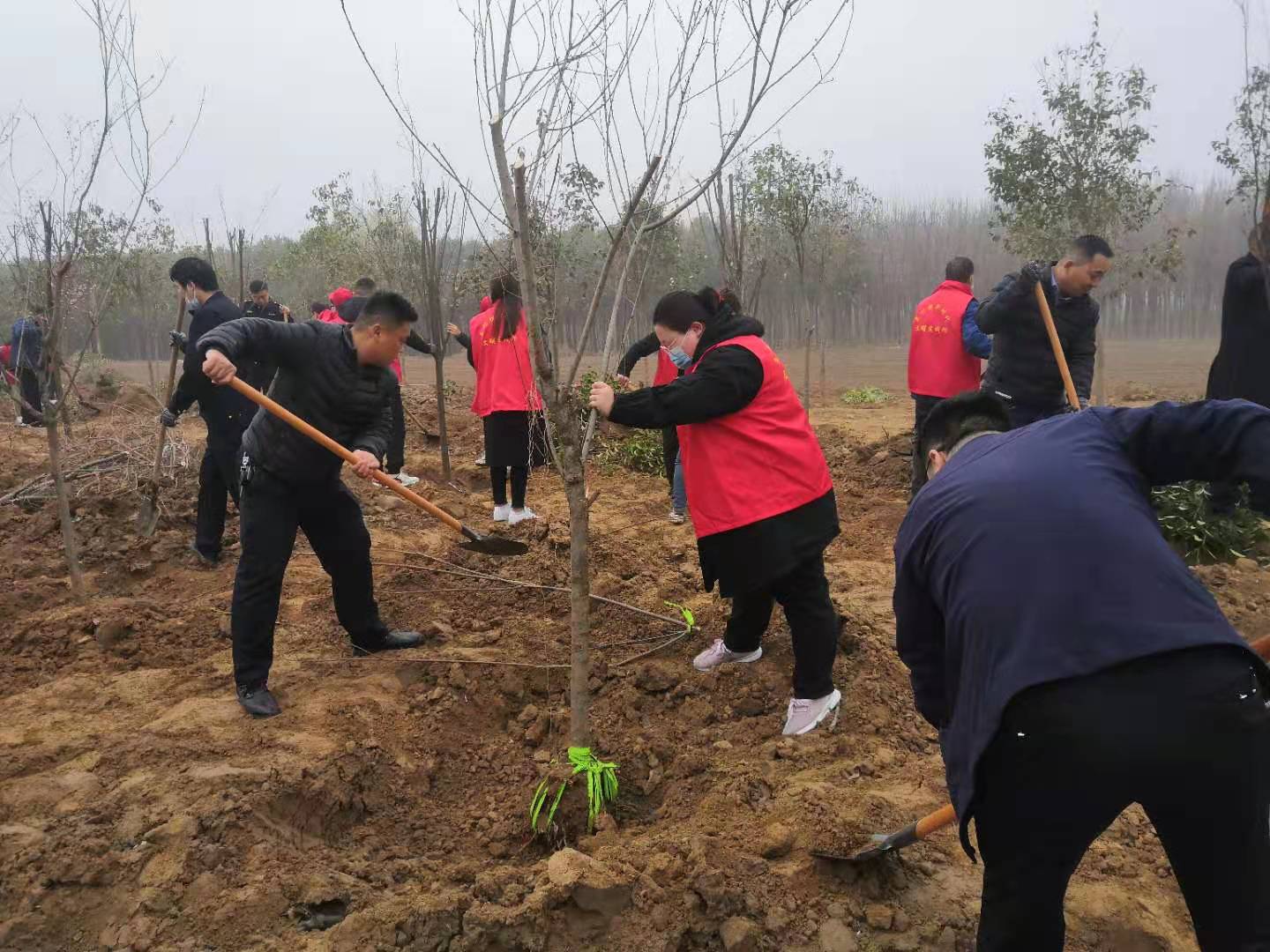 荥阳市王村镇：春风催新绿    植树正当时