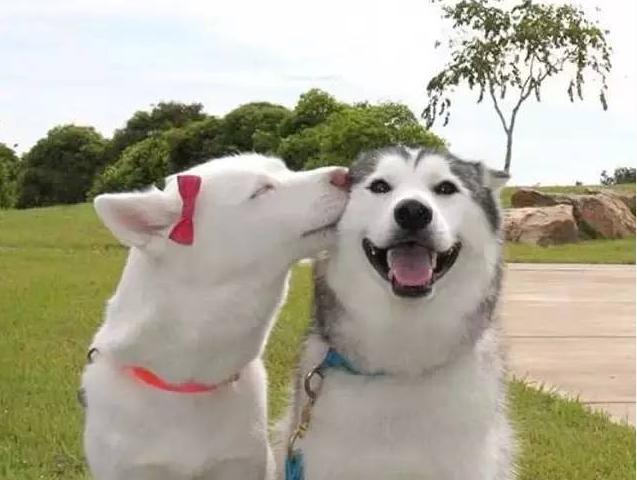 这8种脾气好的狗狗，真是“香饽饽”，不管怎么撸都不会生气