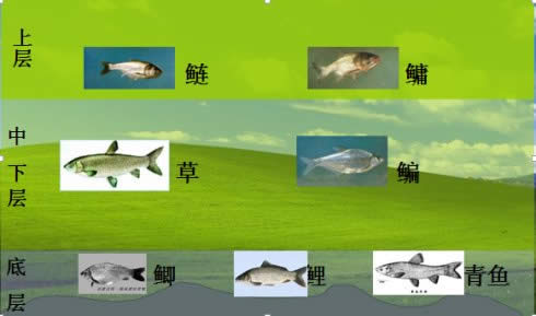 鲫鱼水层分布图图片