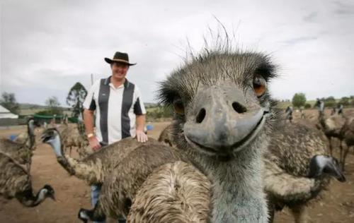 澳大利亚鸸鹋战争，出动军队配发上万子弹只死