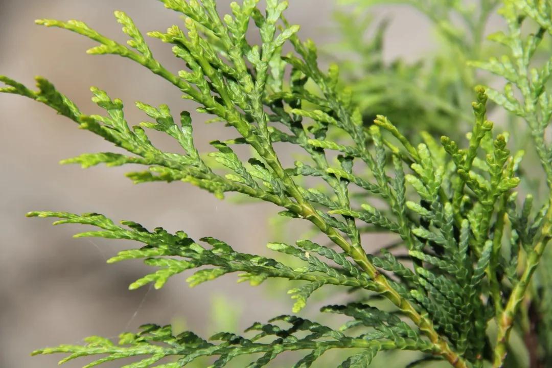 林草科普|中国生物多样性保护 - 重庆林业篇