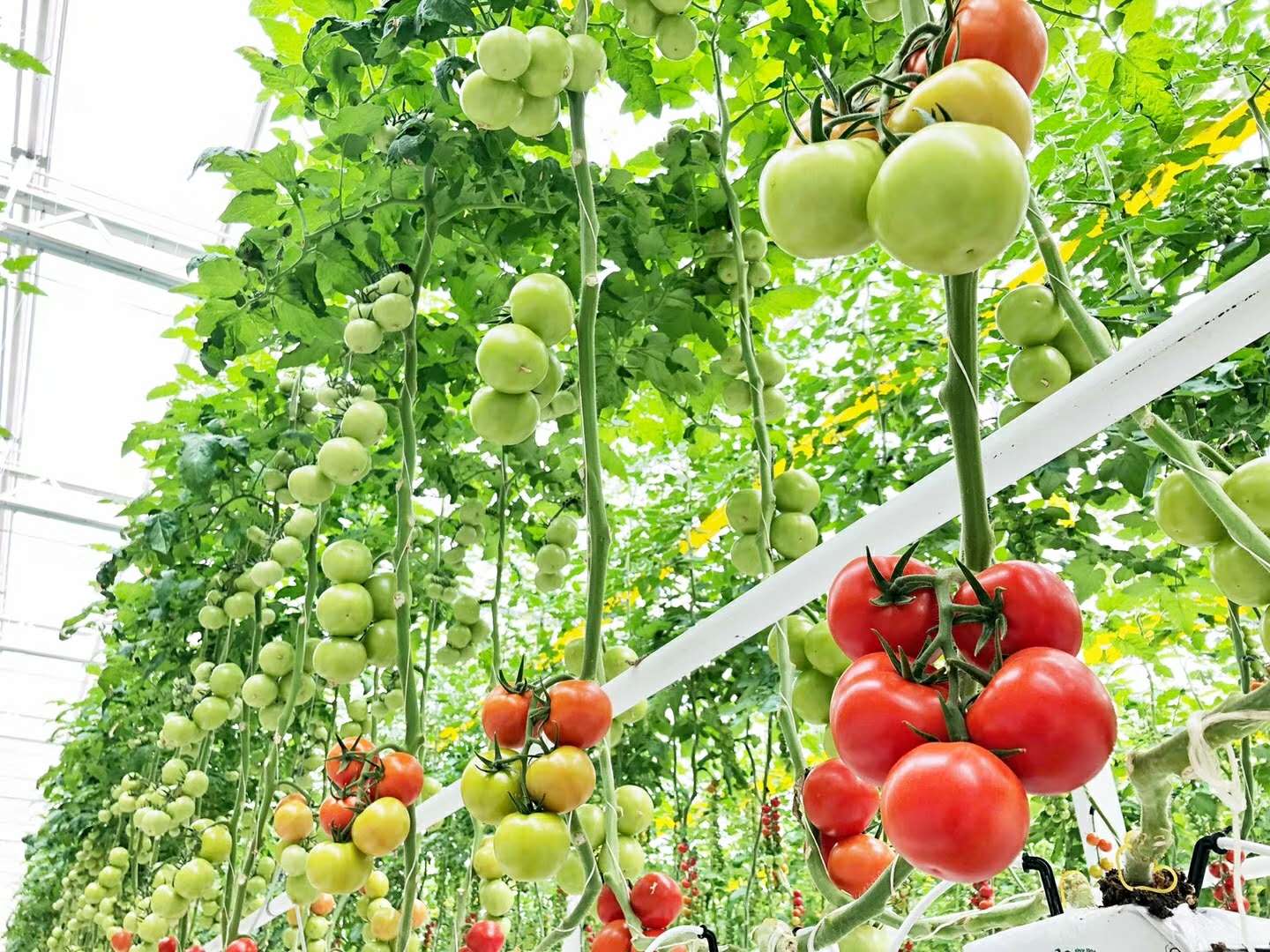 新疆石河子地区种植番茄温室大棚技术要求番茄大棚种植优点