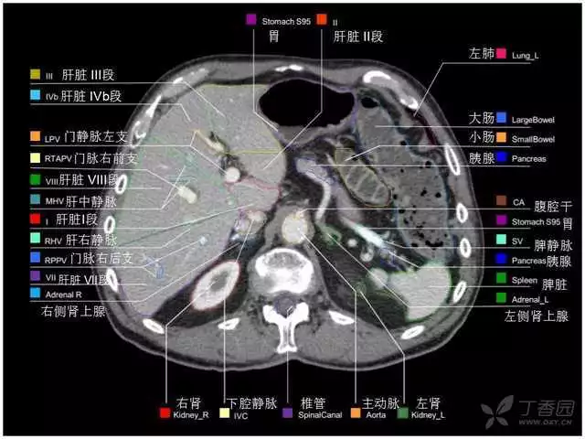 掌握这篇解剖，晋级腹部CT影像诊断高手（精细版）