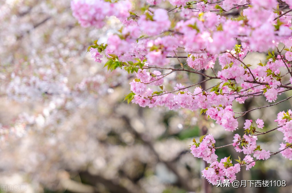 湖南常宁：又是一年春好景，美丽经济助力乡村振兴！