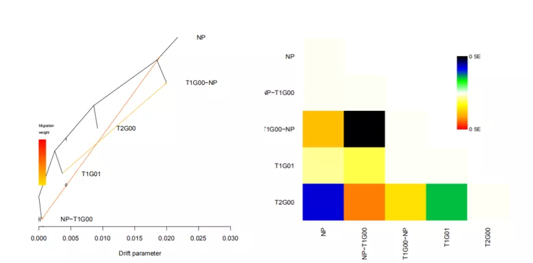 使用Treemix软件进行基因流分析简介