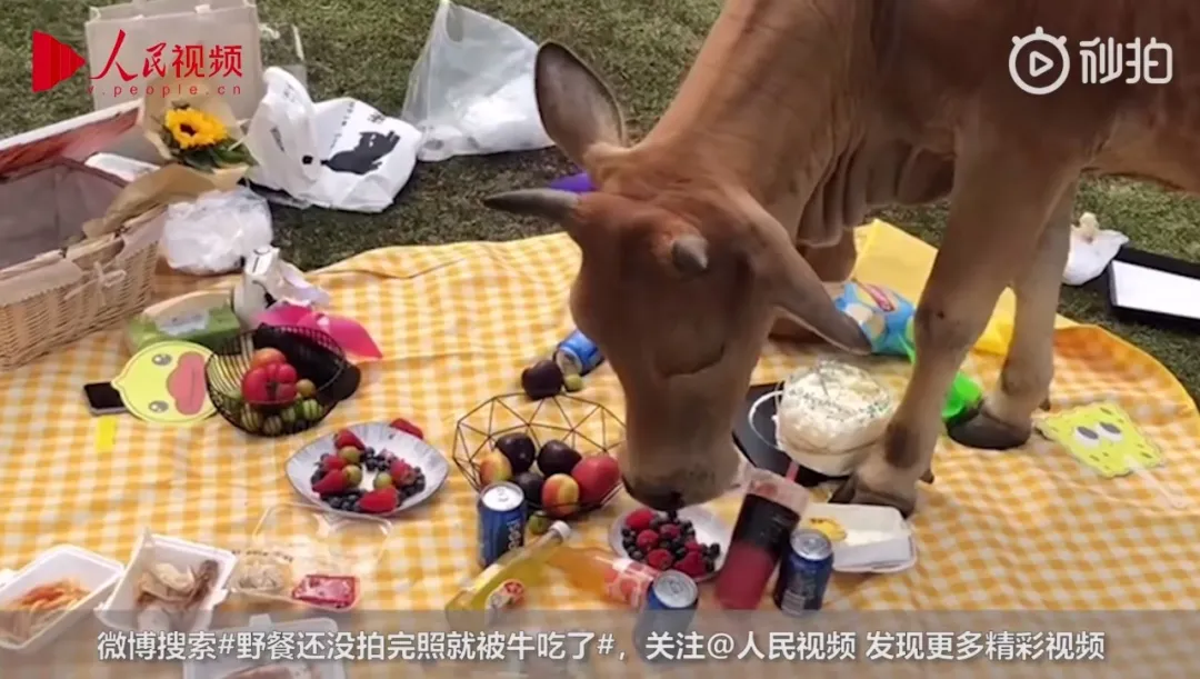 朋 友 圈 高 赞 野 餐 美 图 价 格 一 览
