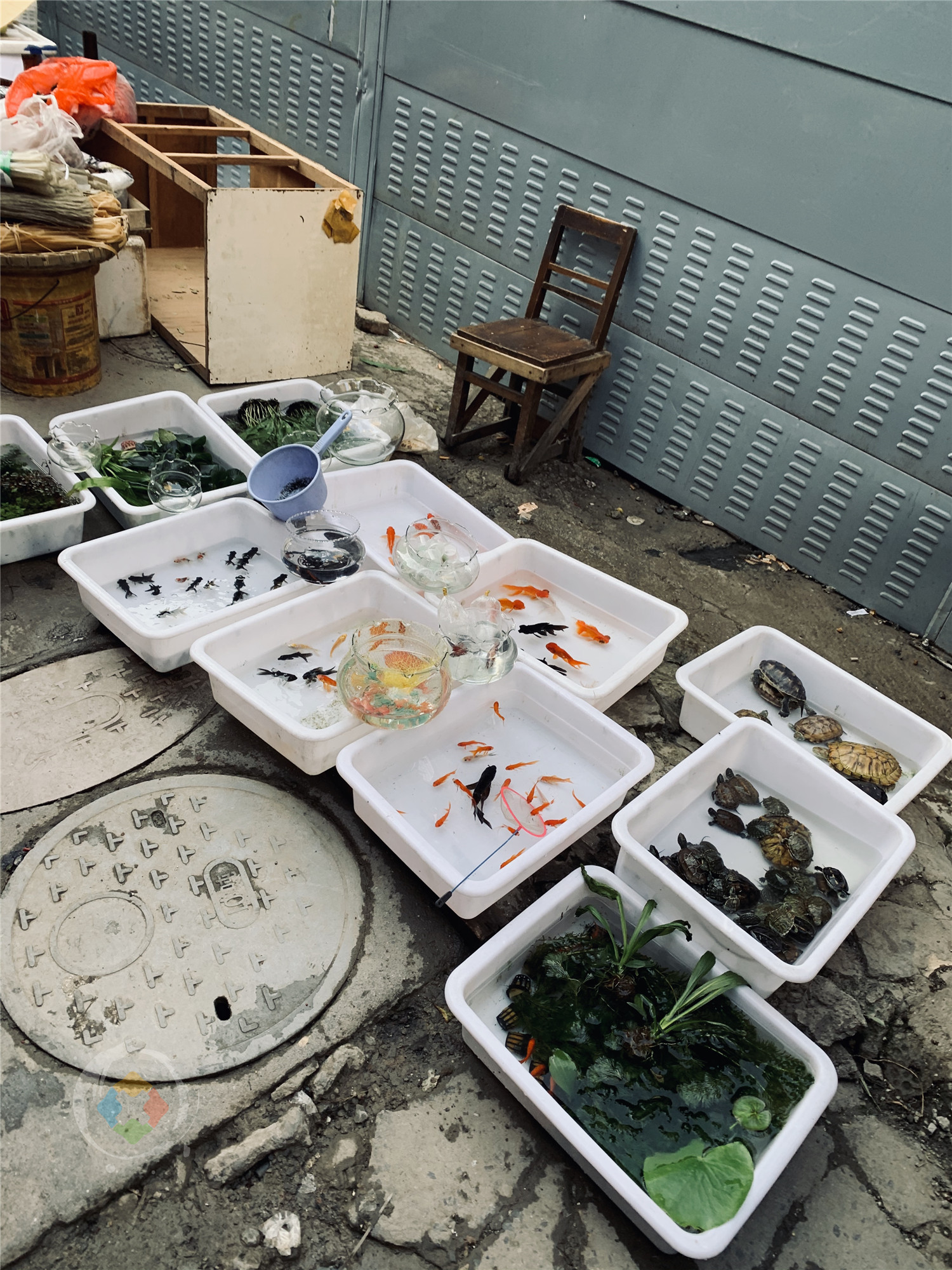 解放碑背后的老重庆：鲁祖庙菜市场，是山城市井文化的真实写照