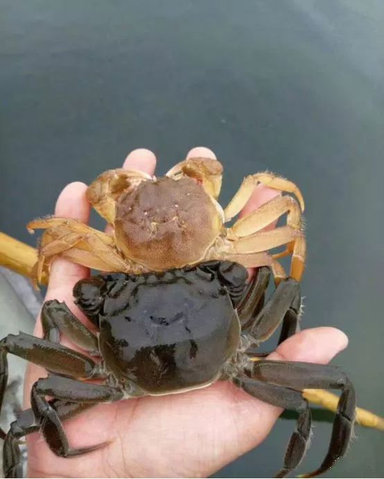 阳澄吃蟹时，阳澄湖吃大闸蟹哪里好
