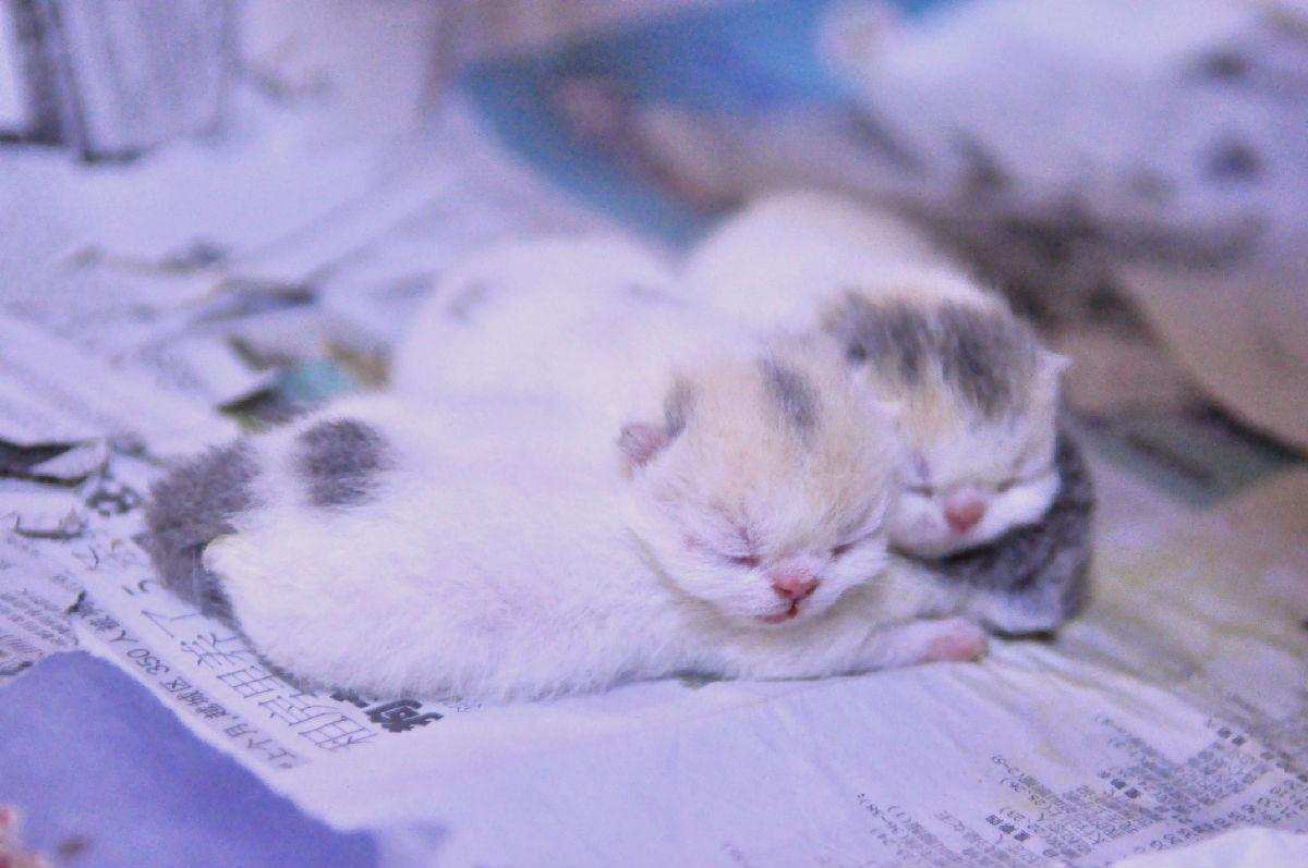 為什麽女人生孩子撕心裂肺，而動物生育後代那麽輕鬆？