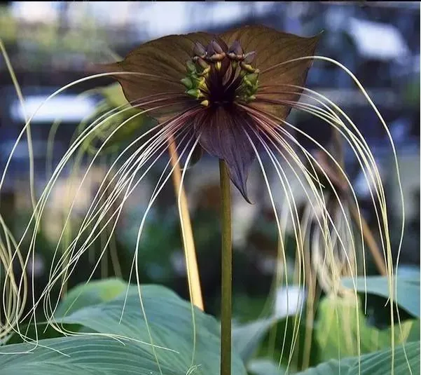 160種· 奇花異草，絕對有你沒見過的！ 「下部分」