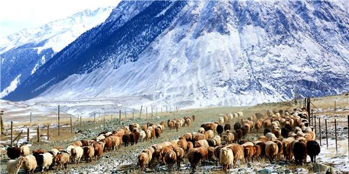 看著名作家李娟最重要的书《冬牧场》，了解新疆｜我的家乡