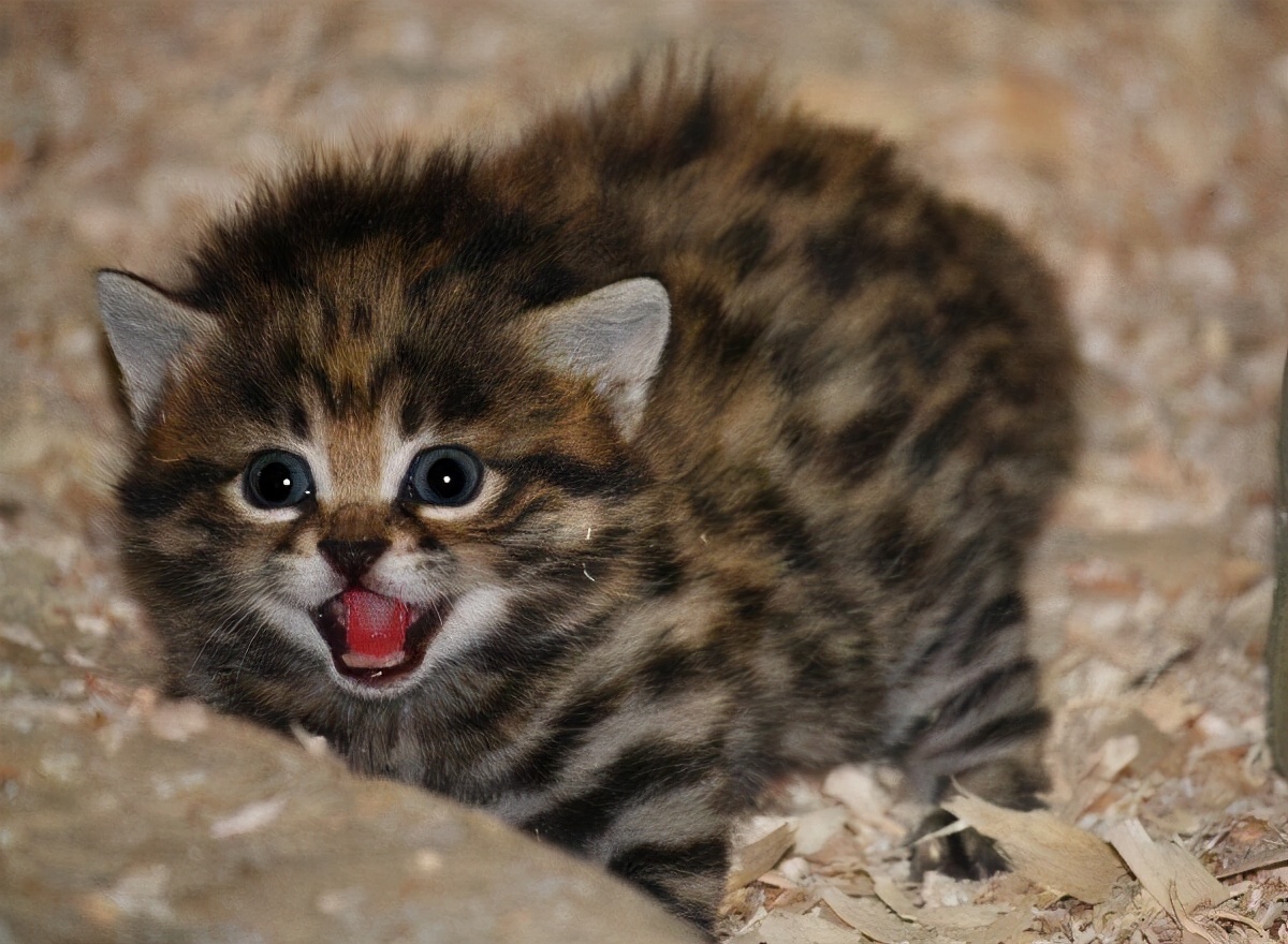 非洲最小的貓堪稱動物殺手，狩獵效率高達60%，血統成難言之隱