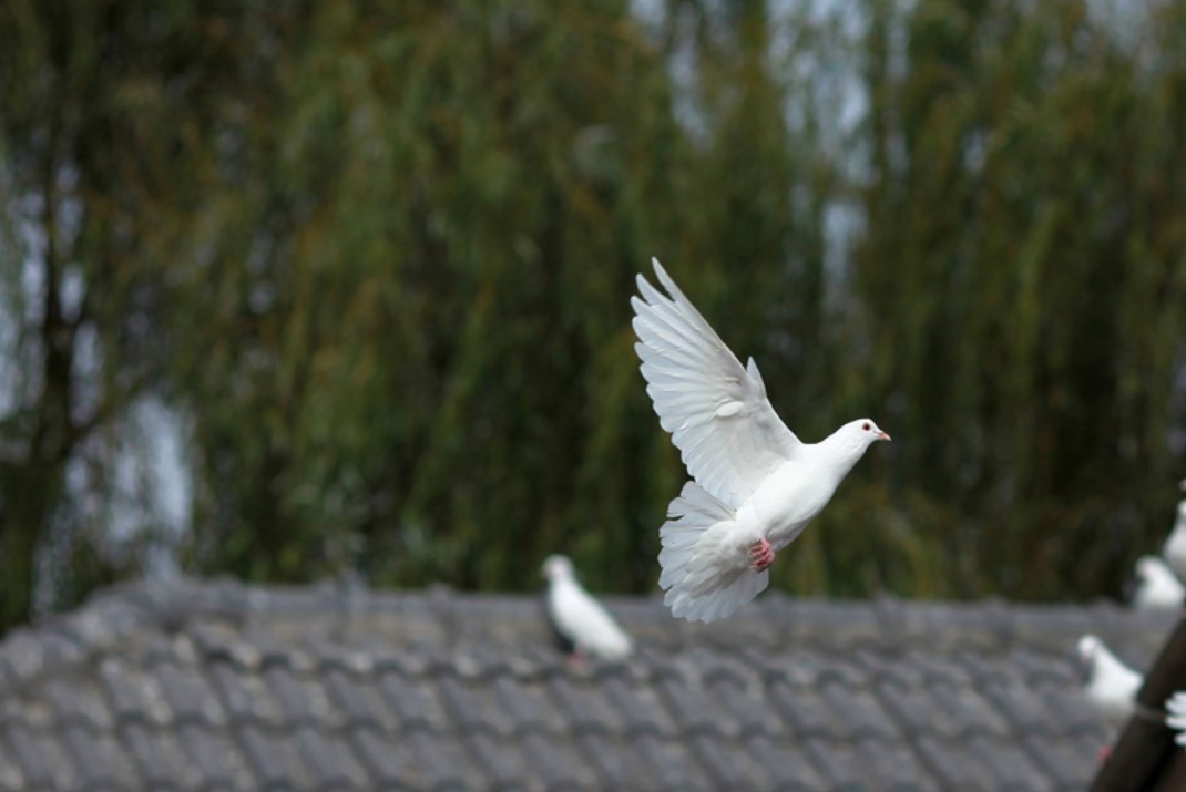 飞在古诗词里的鸽子，让你了解鸽子的历史-第4张图片-诗句网