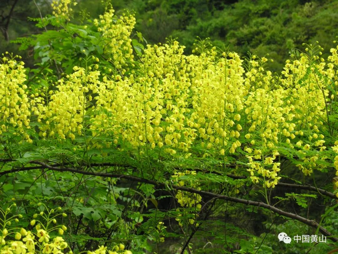 世界野生动植物日｜黄山，万物生灵繁衍生息的天堂