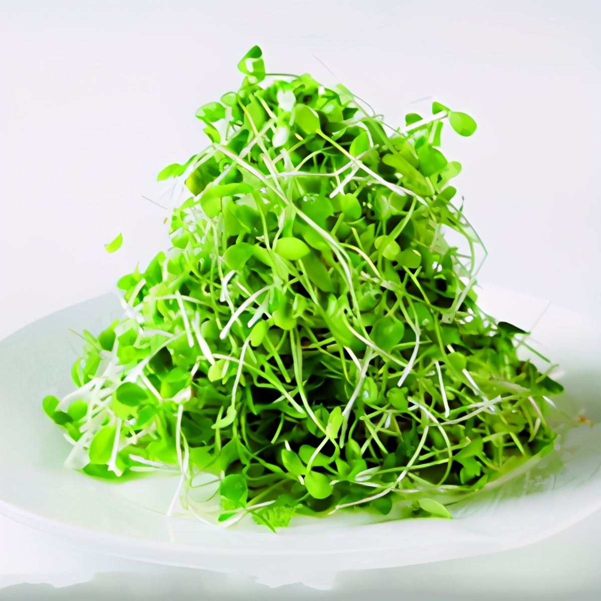 种植芥蓝苗芽苗菜的前期准备