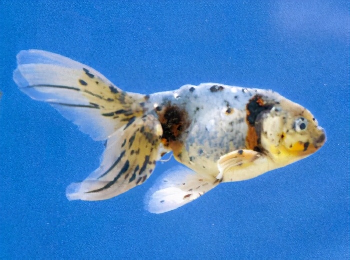 漂亮的金鱼欣赏108种