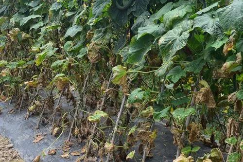 蔬菜生产常见问题及解决办法手册，看到就是赚