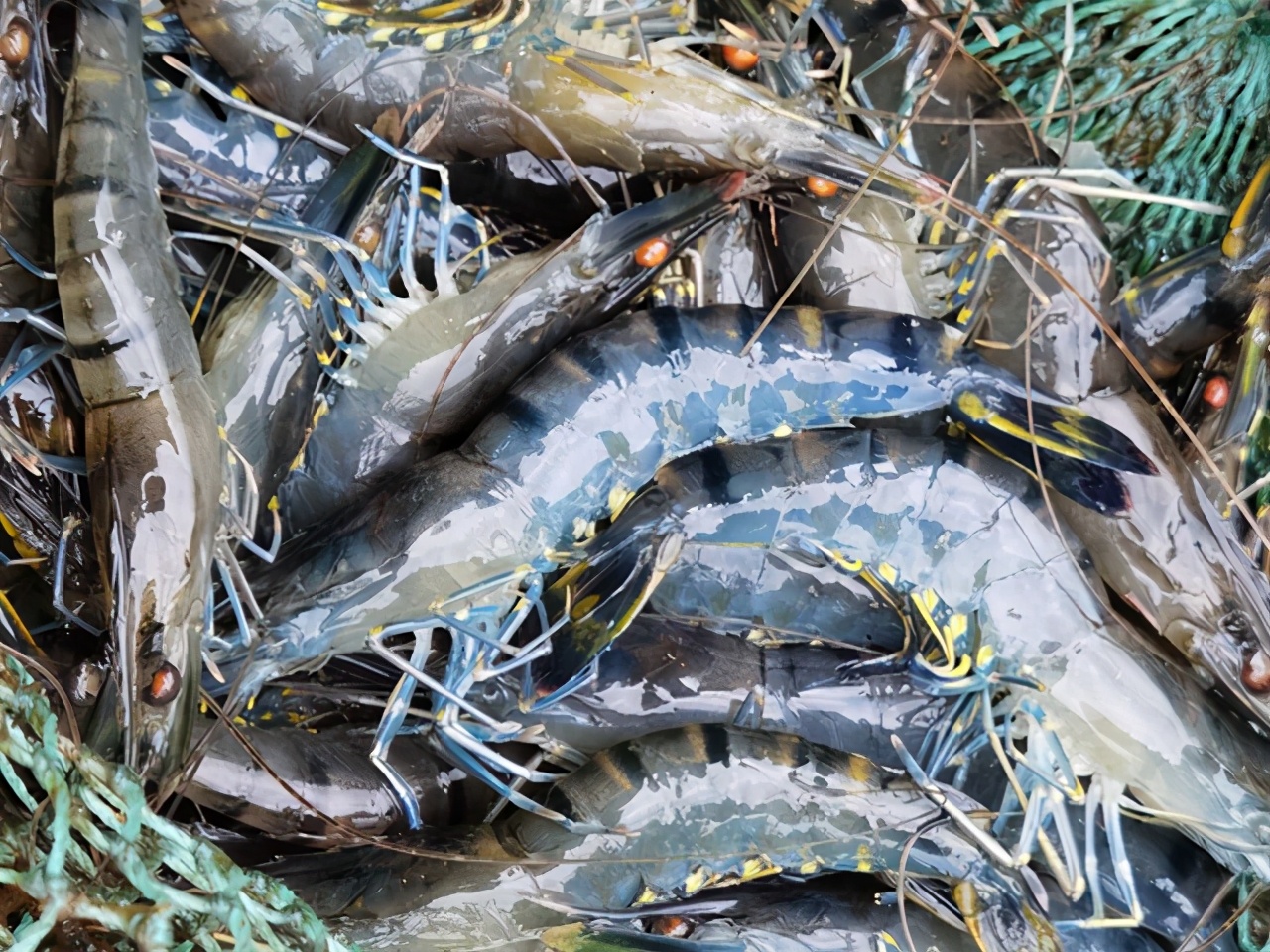 斑节对虾养殖热潮汹涌（四）