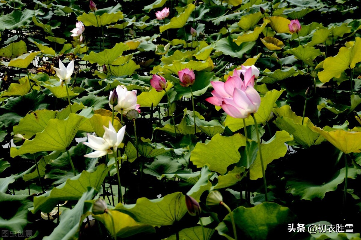 荷叶美诗六首赏读：爱莲尽爱花，而我独爱叶-第7张图片-非凡网