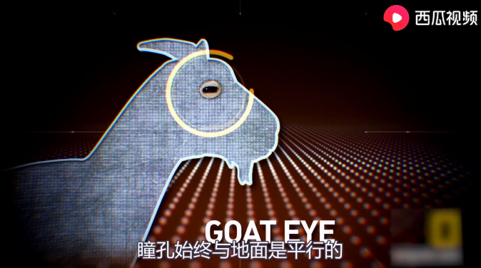 羊的瞳孔是长方形的吗 西瓜视频告诉你 为什么绵羊的学生们会见方 哪吒游戏网
