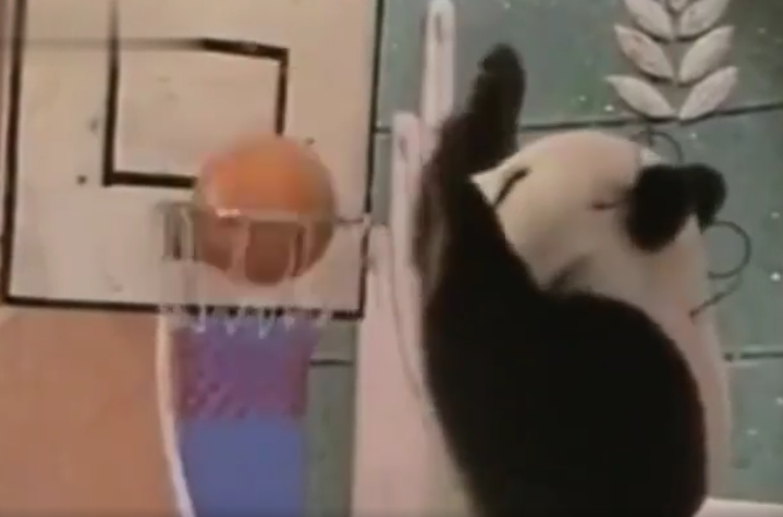 大熊猫|早期春晚的大熊猫表演 世界上最长寿的大熊猫一代人的记忆