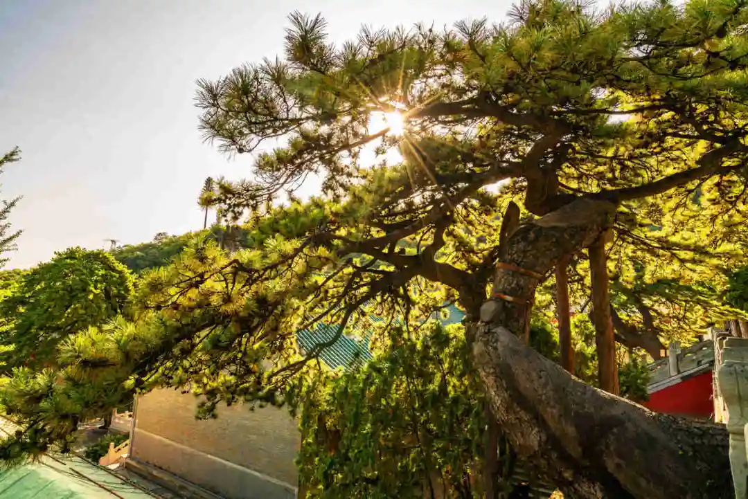 Find the quietness of ancient temples, and enjoy the beautiful scenery of early autumn at Tanzhe Temple and Jietai Temple!