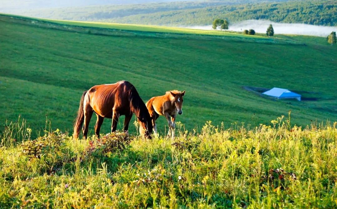 这三条自驾线路超美，草原、湖泊、奶酒烤全羊，去过的人都疯了