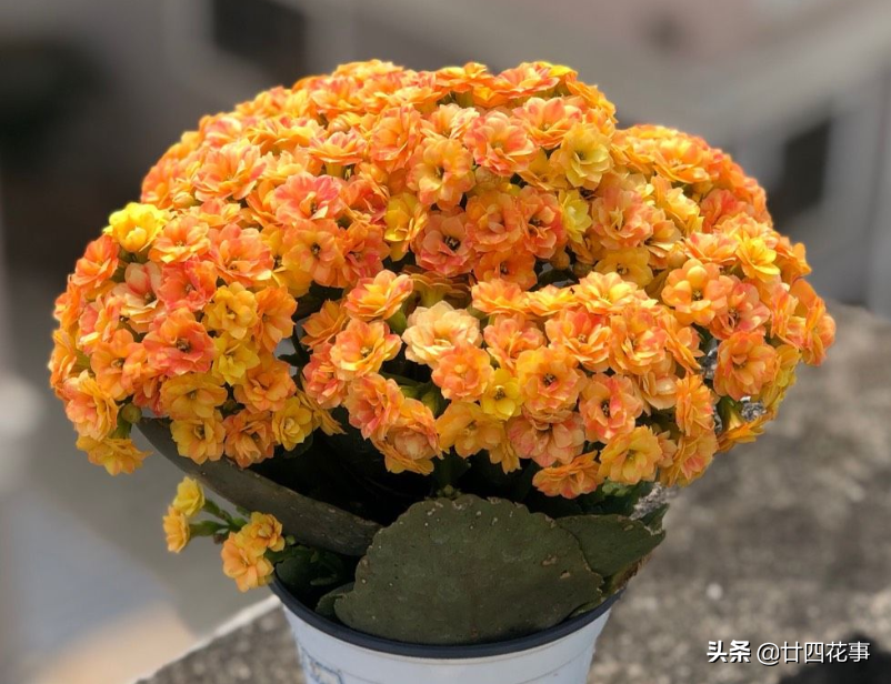 5種花適合大盆養 盆大根系旺 植株長勢強 花量自然多 廿四花事 Mdeditor