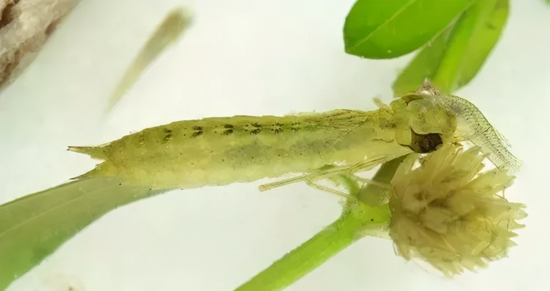 水花(鱼苗)育苗：常见的八类水生敌害虫类及其防控