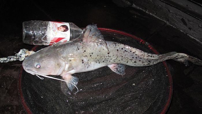 《野生动物保护法》修订:明确禁止垂钓的7种保护鱼类,这些鱼不能再钓