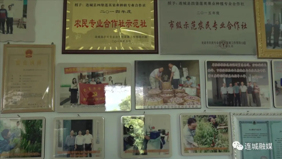 「我為群眾辦實事」連城四堡：農技下鄉暖民心 芙蓉李樹管護忙