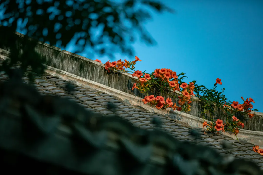 怒放的凌霄花!台儿庄古城城墙上的那一抹红