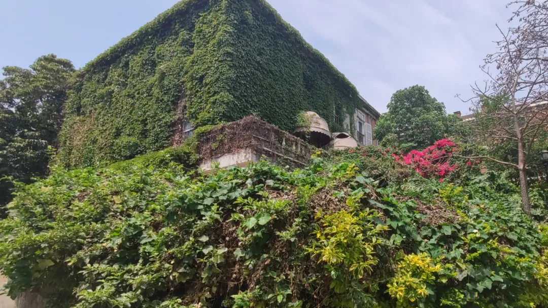 鼓浪屿花景惊艳“上新”,华丽蜕变春日绽放