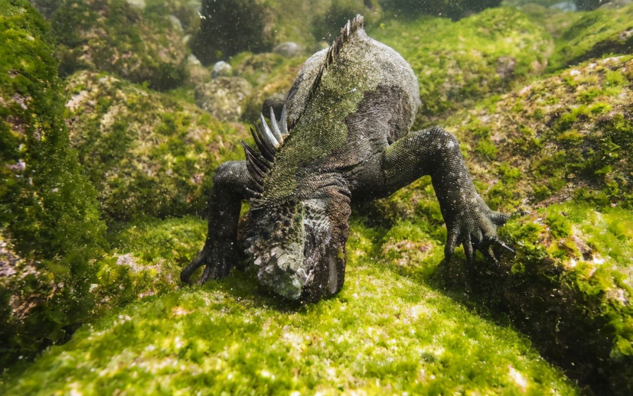 海鬣蜥:蜥蜴界的"海军陆战队",却出水被追杀,下海
