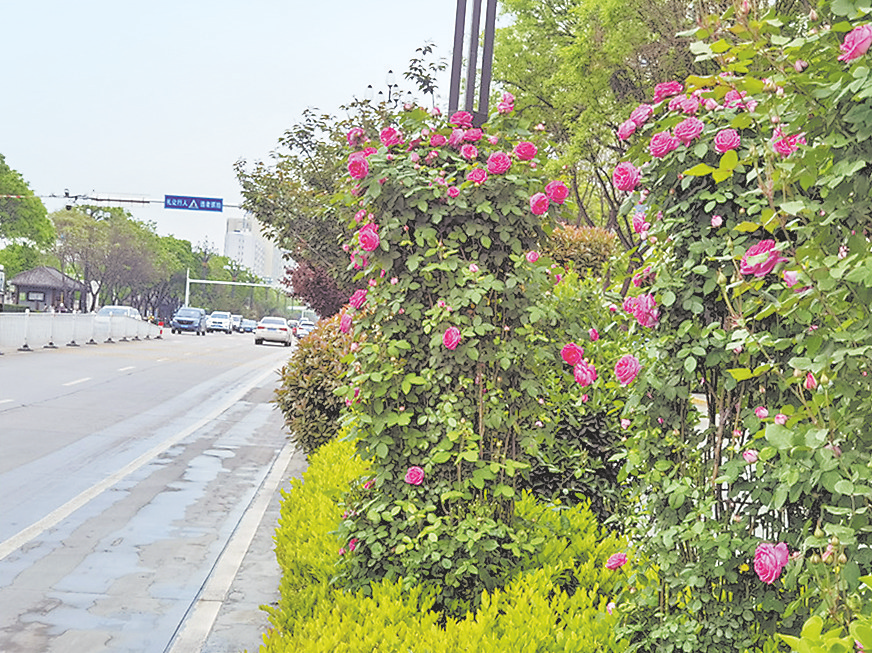 渭南最美"市花"全城绽放