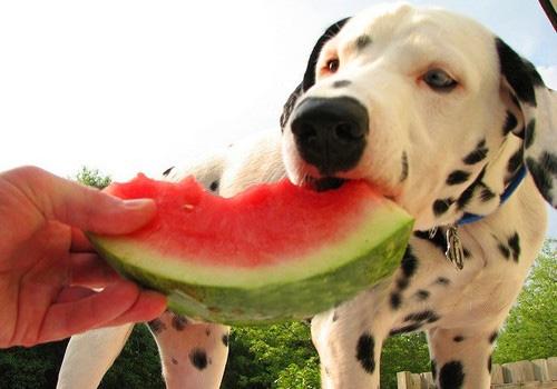这几类水果，虽然狗狗可以吃，但不建议给吃太多