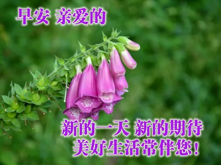 最新的祝福图片带字，最真诚的早上好美图片图片